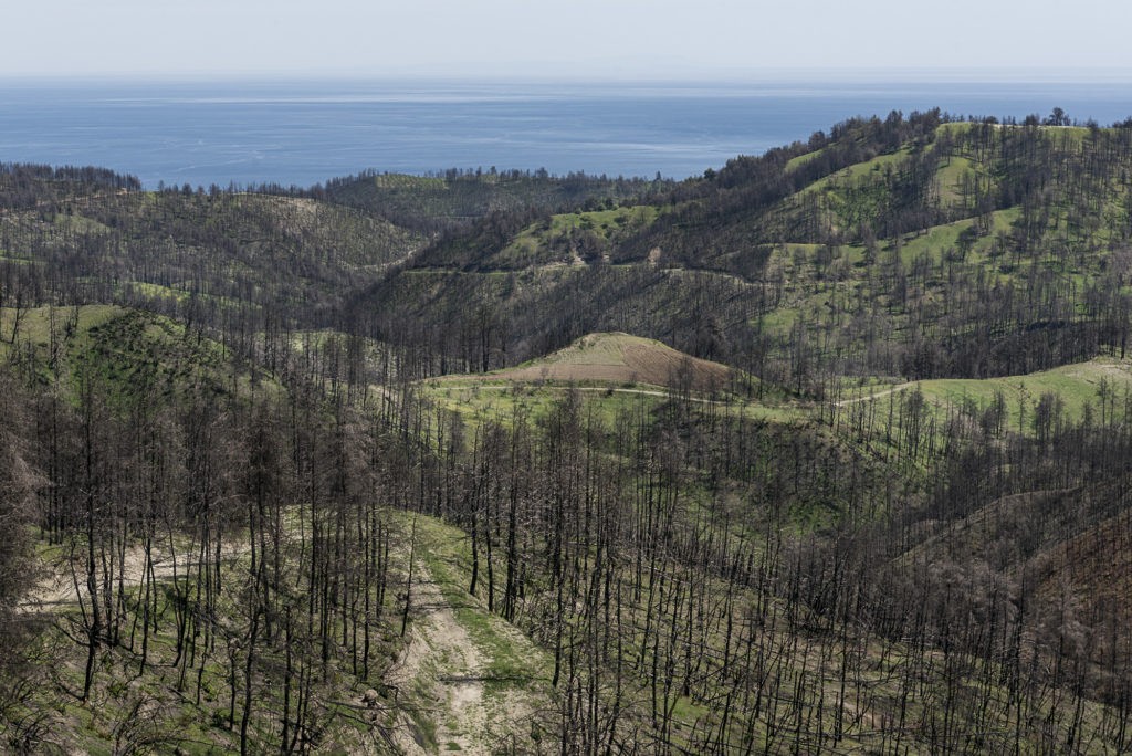 View of burnt forest and farming land and the Aegean Sea at the back between Agia Anna and Vasilika, North Evia,  Greece, April 2022. The wildfires that took place in North Evia between 3-11 of August 2021 burnt more than 52000 hectars, 74.1% of which were covered by forest. During 9 days North Evia burnt from coast to coast, from the Evia Gulf to the Aegean Sea. Despite the low or no wind, “the fire only stopped when it met the sea”, residents say.